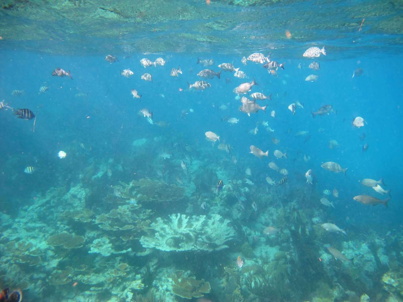 als Distilleren mythologie Horseshoe Reef - Sail Fish Scuba - Coral Reef Dive Site in Key Largo, FL