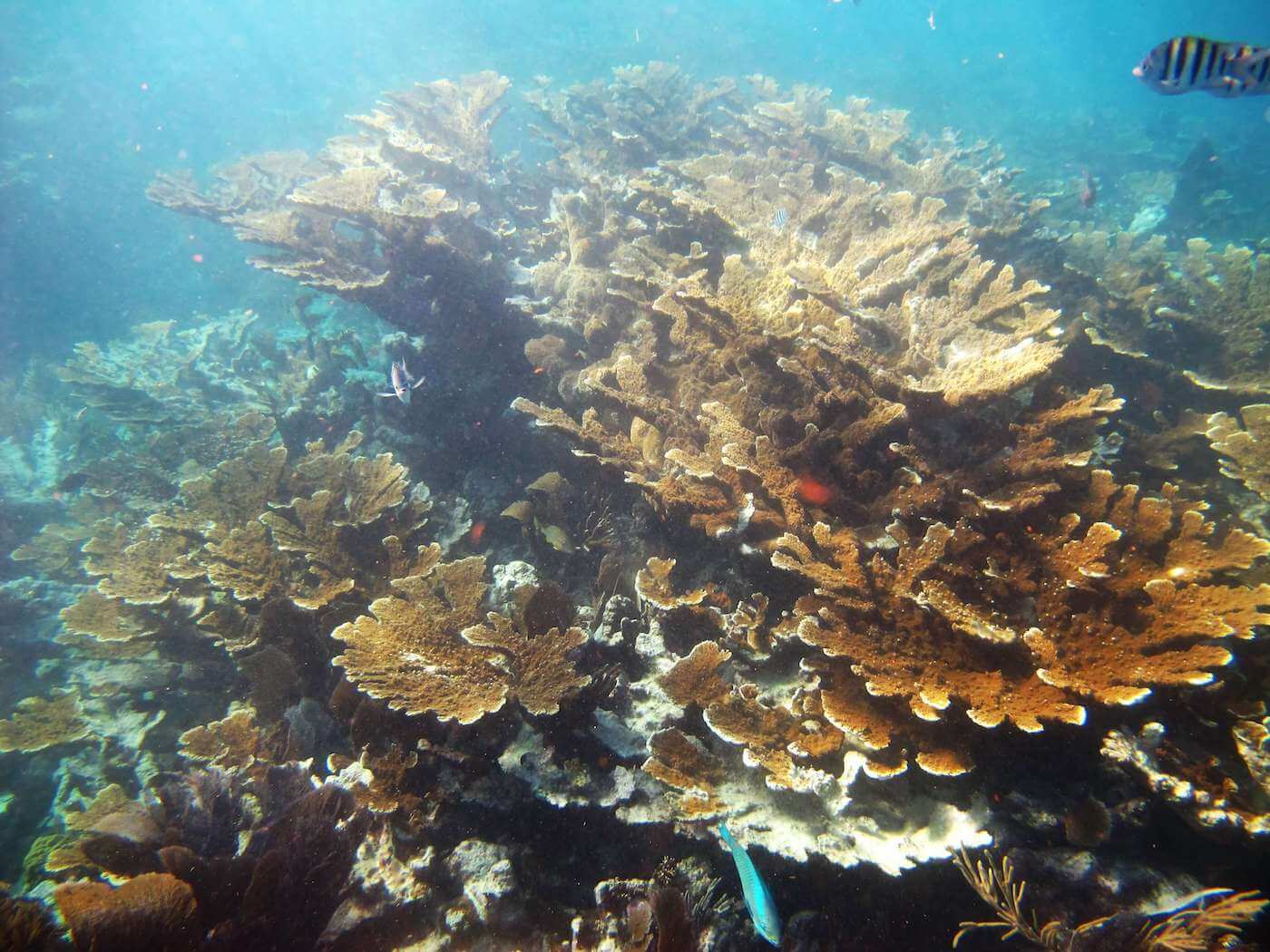 Horseshoe - Sail Fish Scuba - Coral Reef Dive in Largo,