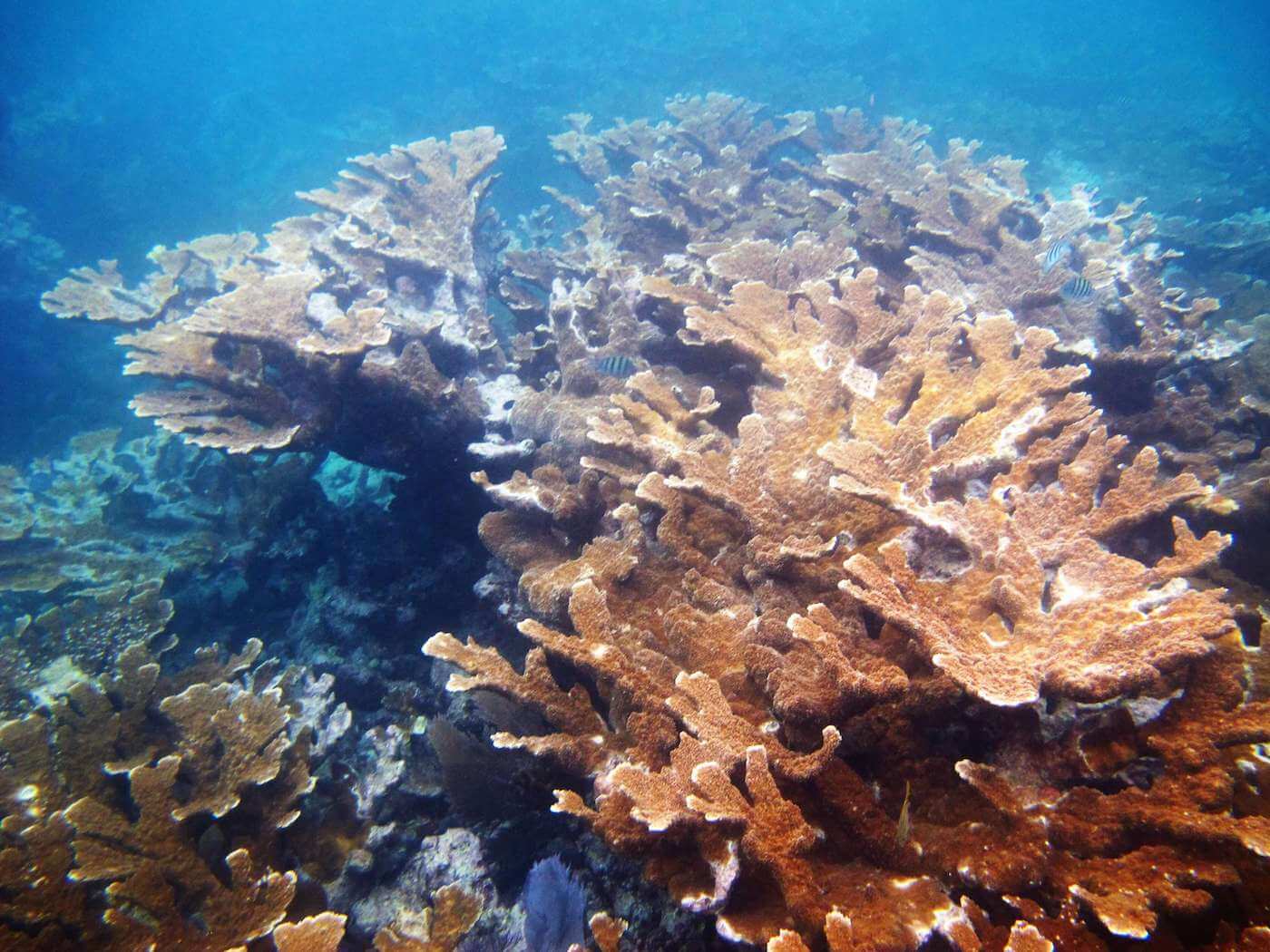 als Distilleren mythologie Horseshoe Reef - Sail Fish Scuba - Coral Reef Dive Site in Key Largo, FL